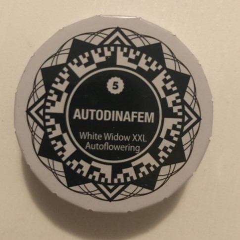 8 sjemenke