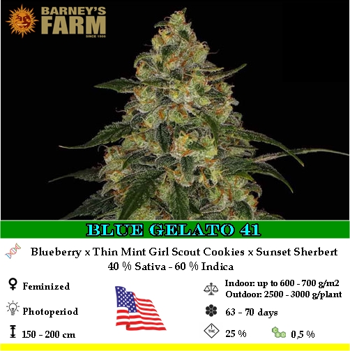 Blue Gelato 41