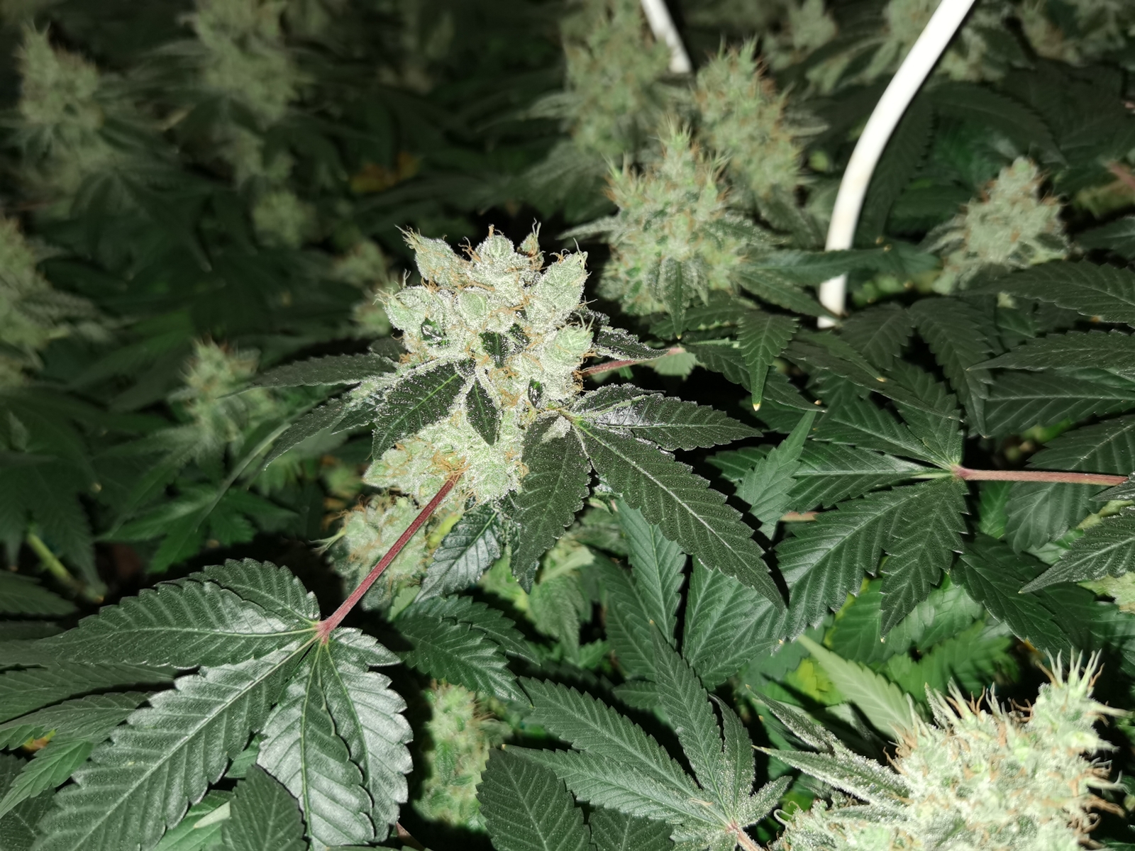 IMG_20210718_231259