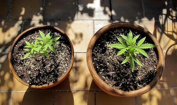 cannabis-cultivation-on-a-terrace-in-madrid-photo.jpg
