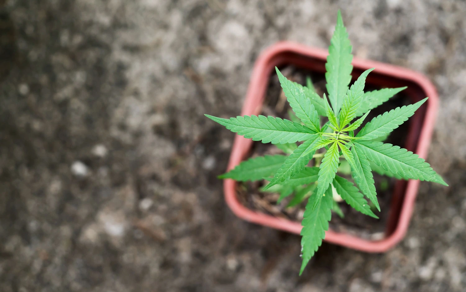 homegrown_cannabis.jpg