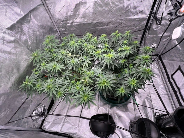 grow-weed-at-home_600x600.jpeg