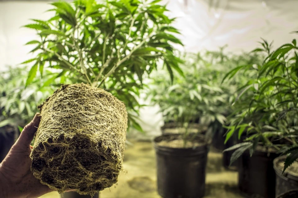 050318-cannabis-marijuana-weed-pot-home-grow-adobestock_85696175.jpeg